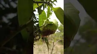 বেঁচে থাকা এক সংঘবদ্ধ সংগ্রাম #nature