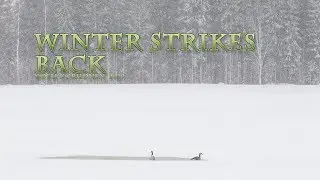 Migratory Birds in Trouble During the First Return of Snowy Winter in Spring of 2019 in Finland