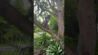 persian cat climbing a tree