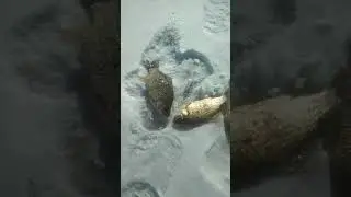 19 МАРТА.КАРАСЬ.