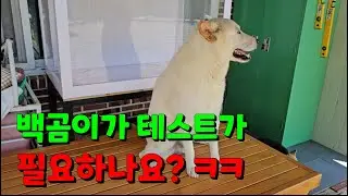 무편집 휴대폰 영상! 우두머리 백곰이는 새로운 명령에  집중할까?