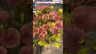 The Best Copper-Topped Sarracenia!