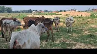 Incredible Natural Mating of Cow and Bull | Cattle Breeding Process
