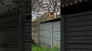 Доброе утро от соседского пса по дороге на работу!
