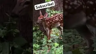 Baby! #deer #deerhunting #hunting #outdoors #wildlife #bowhunting #scouting #shorts #subscribe