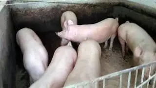 ПОЧЕМУ ПЛОХО РАСТУТ СВИНЬИ!!!