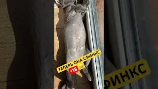 КСЮША ТЕПЕРЬ СФИНКС🤣И мы загораем☀️