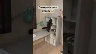 Коту пора худеть #кот #котбегемот #толстыйкот #порахудеть #marinasama #бегемот #cat #черныйкот