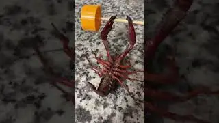 Рак жмёт штангу под музыку