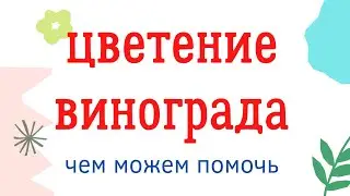 Цветение винограда. Чем можем помочь.?