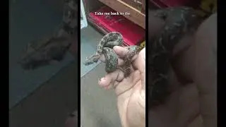 He Really Growing Up On Me 🐍🥹 #reptile #reptilelove #snake #pets #blackpeoplepets #blacktiktok