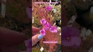 Drosera menziesii