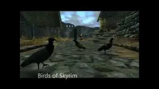 Skyrim Mod: Birds of Skyrim