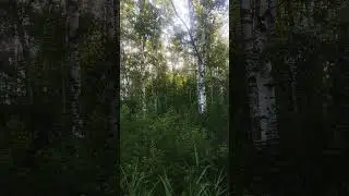 6 июля 2024 г.