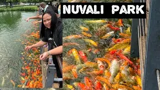 Have you seen a lot of koi fish in NUVALI PARK?#shortvideo #fyp #nuvali