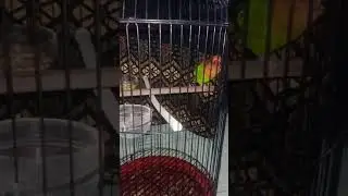 Lovebird fighter di jamin Lb anda nyaut...........