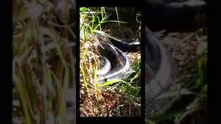 Cobra Gigante / Big Snake