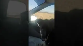 Сигнал