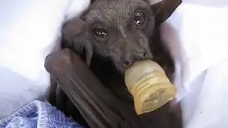 Baby bat takes a nap