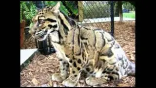 Gallery of Wild and Exotic Cats and their Hybrids