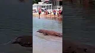 Анапа. Варан на пляже😲