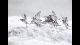 Purple sandpipers feeding on Gotland in snowfall