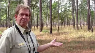 W. G. Jones State Forest uses Fire as a Management Tool