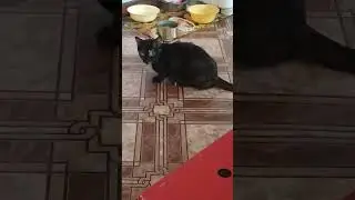 Кошка Анфиса.