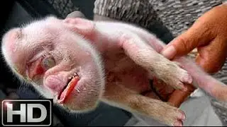 Top 5 Bizarre Birth Mutations In Animals!