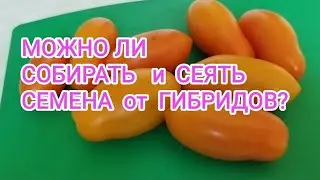 Можно ли брать семена от гибридов помидор?Результат посева семян от гибрида Медовый банан
