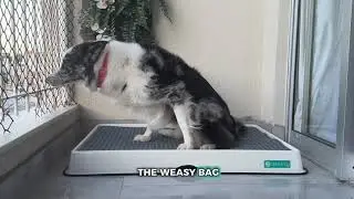 Big Dogs need Big Solutions