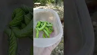 Out Of Control 🐛🌱 #tomatohornworms #gardenpests