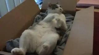 The laziest cat fight ever