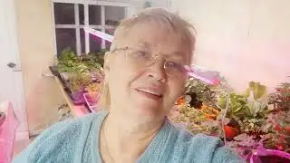 Как я сохраняю свою петунию в осенние-зимний период...