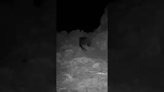 OKLU KİRPİ KAYALARDAN GEÇİYOR #oklukirpi #kirpi #youtubeshorts #porcupine #wildlife #keşfet #nature