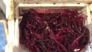 Реанимирует мотыля