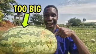 FINALLY, We had a Great Harvest