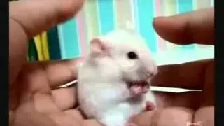 Wow !!! Cute Surprised Mouse