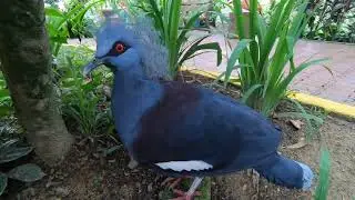 Kuala Lumpur Bird Park Timewarp