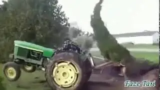 Dorel si bradul