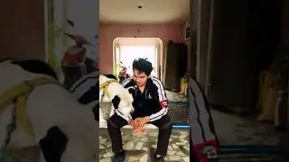 ☠️Haryana h pardhan ❤️  #viral #shortsviral #trending #pitbull