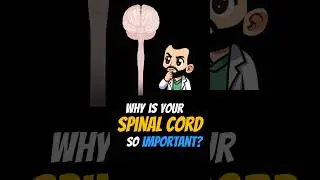 Why is Your Spinal Cord So IMPORTANT? #shorts