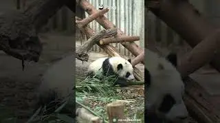 Grumpy Panda Losing His Temper After Suffering A Setback  | iPanda 