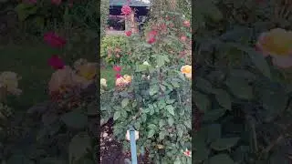 «Подари себе цветы»