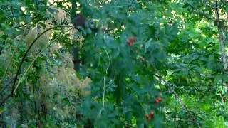 Red Squirrel gathering wild rose hips
