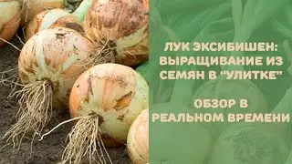 Лук эксибишен: выращивание рассады из чернушки. Посев в 