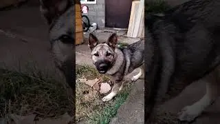 How Wolfdogs communicate. 