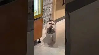 котик