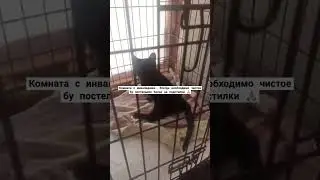 #домашнийприютмилосердие Всегда необходима помощь 🙏🏼+79278920802