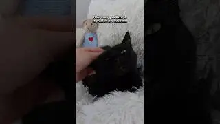She's my priority!🥺😭 #funnycats #funnyvideos #cats #catmemes #funny #shorts #blackcats